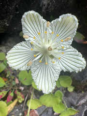 Parnassia asarifolia, photograph author not stated, no rights reserved