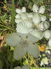 Parnassia asarifolia, photograph author not stated, no rights reserved