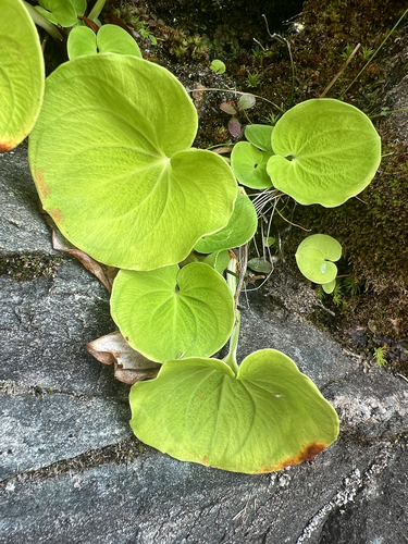 Parnassia asarifolia, photograph 5