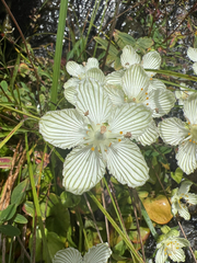Parnassia asarifolia, photograph author not stated, no rights reserved