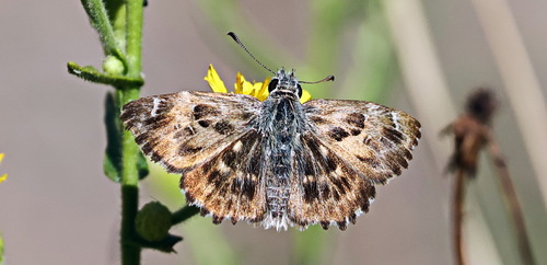 Mallow Skipper
