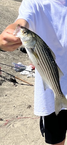 Striped Bass