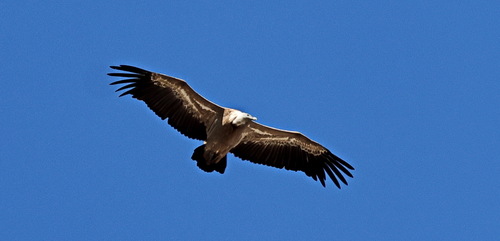 Eurasian Griffon