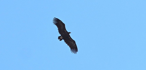 Cinereous Vulture