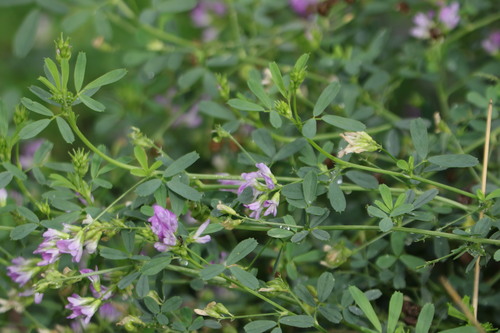 Alfalfa