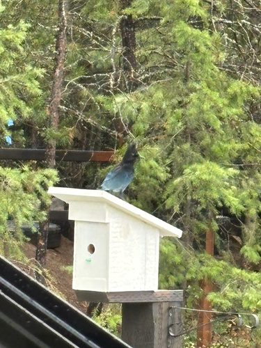 Steller's Jay