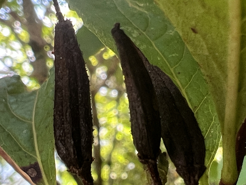 Rhododendron vaseyi, photograph 5
