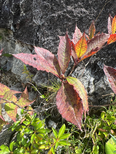 Rhododendron vaseyi