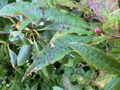 Rhododendron vaseyi, photograph author not stated, no rights reserved