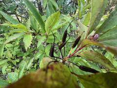 Rhododendron vaseyi, photograph author not stated, no rights reserved
