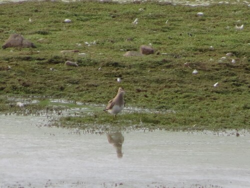 Pectoral Sandpiper