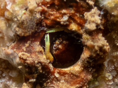 Utinomiella dimorpha observed 2026-08-27