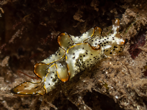 Elysia marginata, 2026-09-03