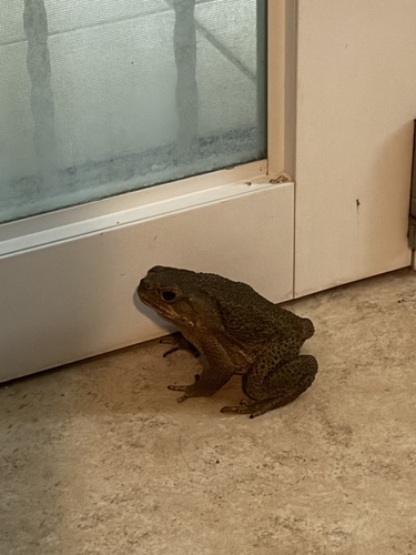 Cane Toad