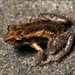 Wallum Froglet - Photo (c) teejaybee, some rights reserved (CC BY-NC-ND)