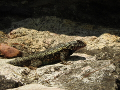 Sceloporus spinosus