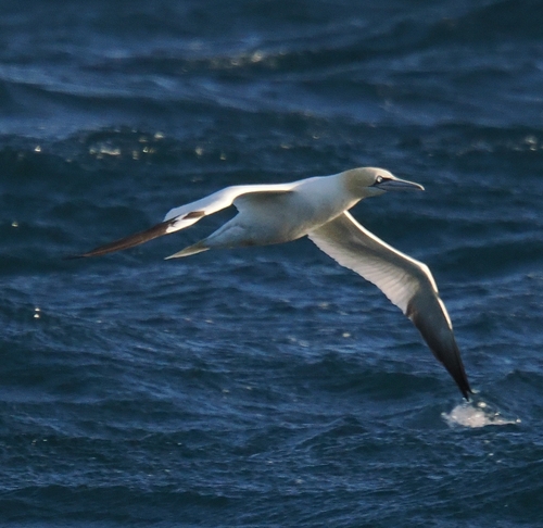 Northern Gannet