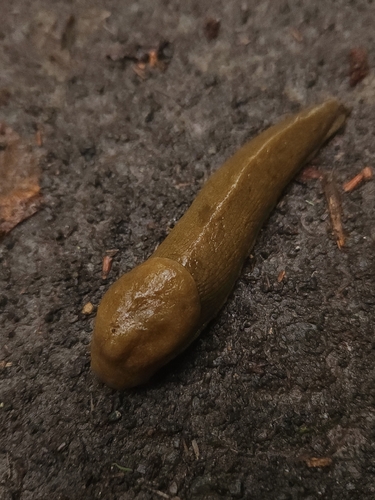 Pacific Banana Slug