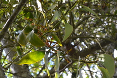 Phoradendron nervosum