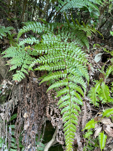 Dryopteris championii