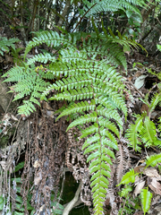 Dryopteris championii