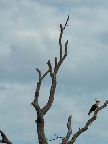 Crested Caracara