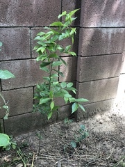 Magnoliopsida