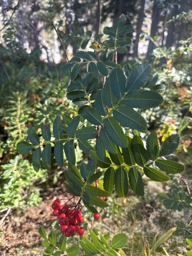 Sorbus californica, photograph 1