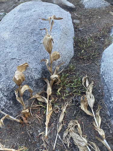 Veratrum californicum, photograph 3
