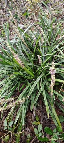 Liriope