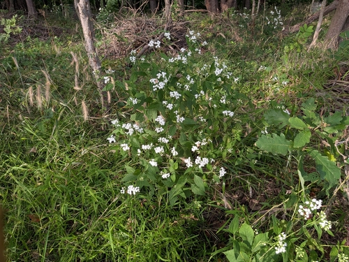 white snakeroot