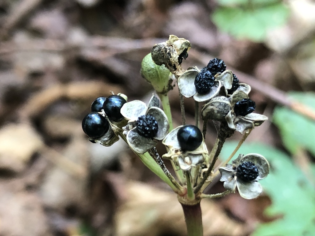 Allium tricoccum; photograph author not stated, no rights reserved
