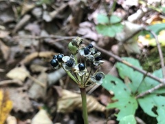author not stated, no rights reserved Allium tricoccum, photograph author not stated, no rights reserved