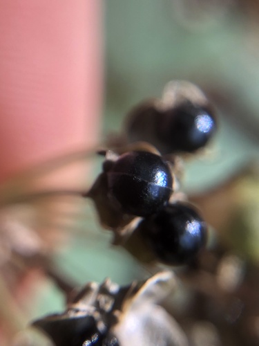 Allium tricoccum, photograph 3