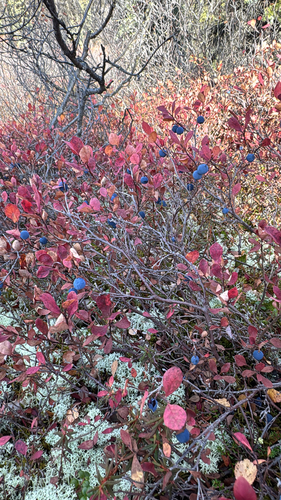 bog bilberry
