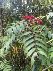 Sorbus americana