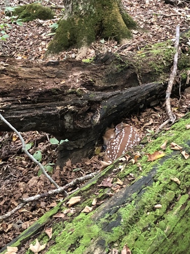 White-tailed Deer