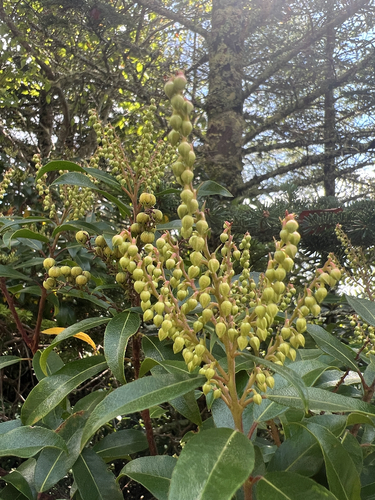 Pieris floribunda, photograph 2