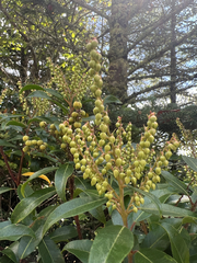 Pieris floribunda, photograph author not stated, no rights reserved