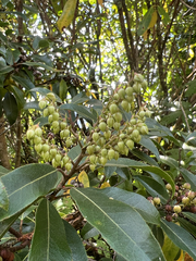 Pieris floribunda