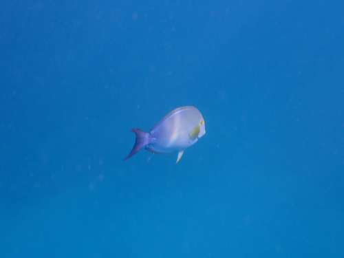 Pinna observed 2026-09-13