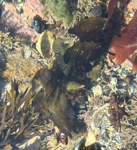 Aplysia punctata, 2026-09-13
