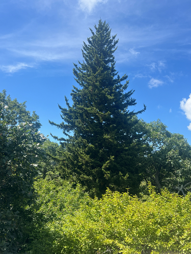 Picea rubens, photograph 2