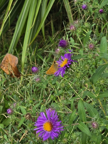 Huron Skipper