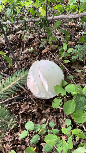 giant puffball