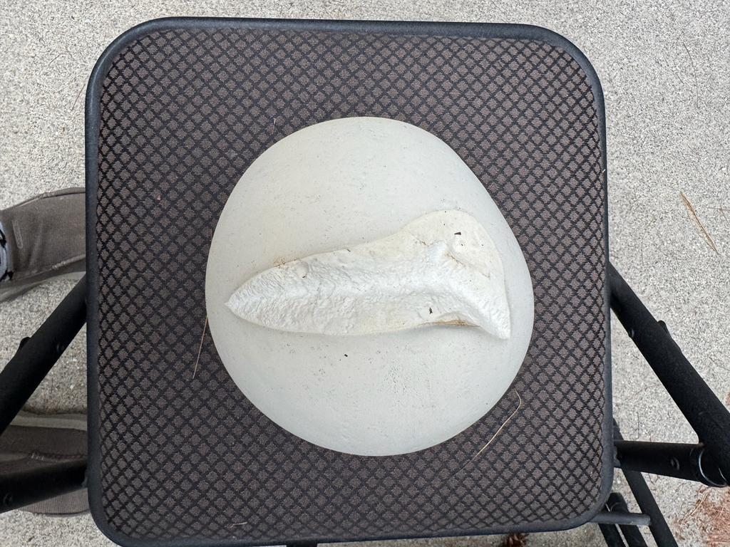 giant puffball · September 2026 · photo: Photo: (c) Jonathan Kade, some rights reserved (CC BY) · iNaturalist