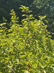 author not stated, no rights reserved Ilex montana, photograph author not stated, no rights reserved