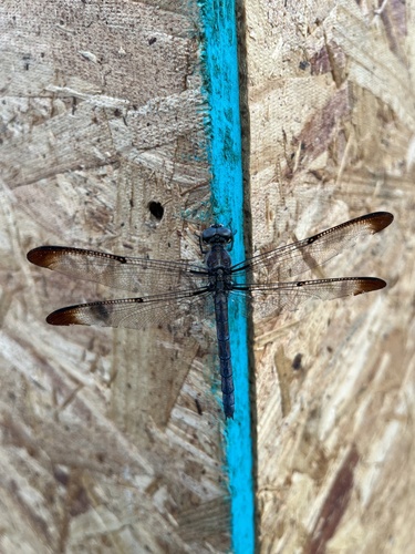 Great Blue Skimmer
