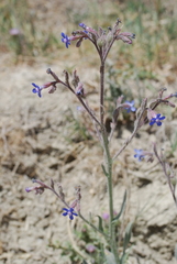 Anchusa