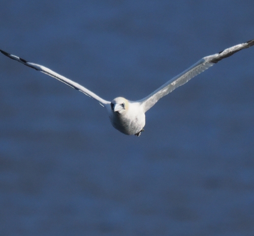 Northern Gannet